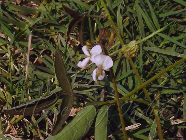 Scorpion Tick Trefoil